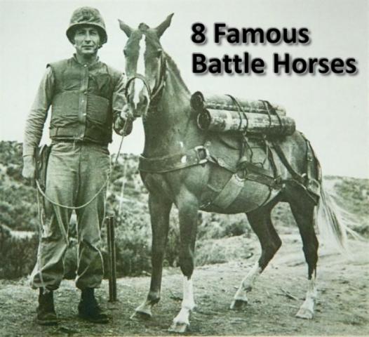 8-famous-battle-horses