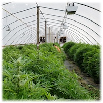 <span class='notranslate'>Real Time Pain Relief</span> is celebrating the passage of the Hemp Farming Act