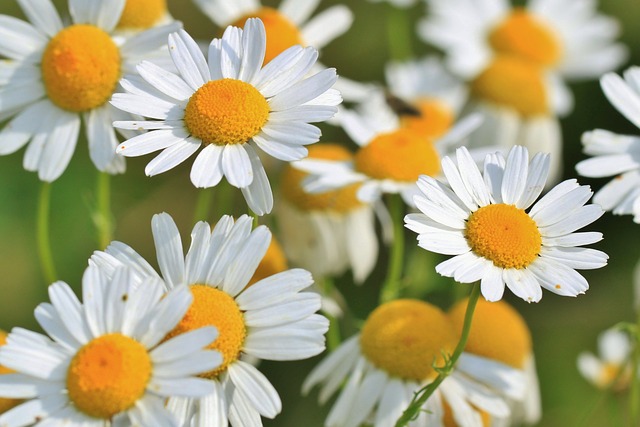 Roman Chamomile Reduces Pain and Swelling