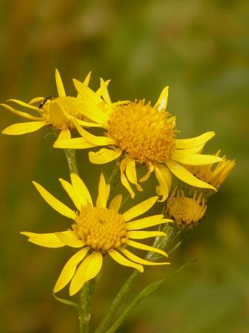 arnica-relieves-hand-pain