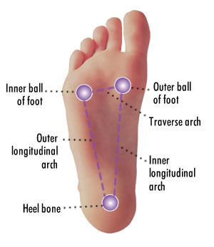 The foot has 3 arches