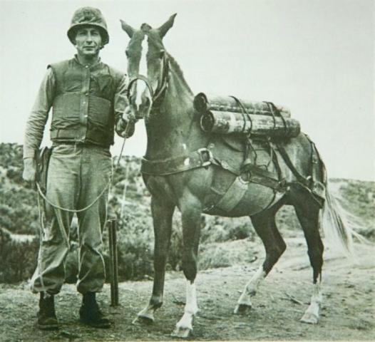 sergeant-reckless-korean-war