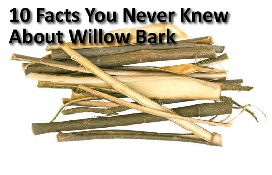 10-facts-you-never-knew-about-willow-bark-tips-benefits