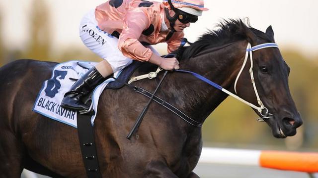 Black Caviar is one of the fastest racehorses in history