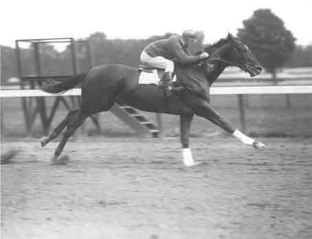 Man o' War is one of the fastest racehorses in history