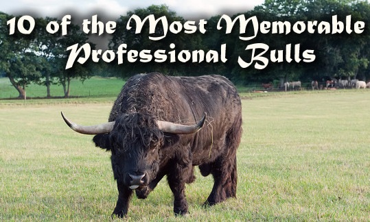 10-of-the-Most-Memorable-Professional-Bulls