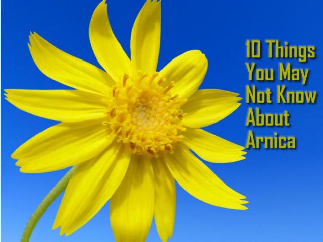 10-things-about-arnica-facts-health