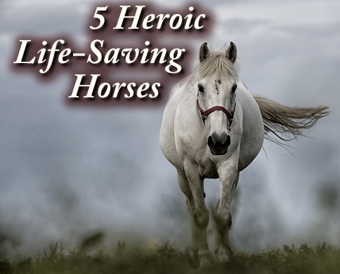 5-heroic-life-saving-horses