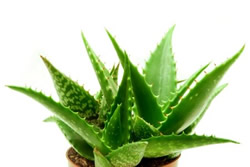 Use Aloe Vera to ease carpal tunnel pain