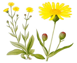 Use Arnica to ease carpal tunnel pain