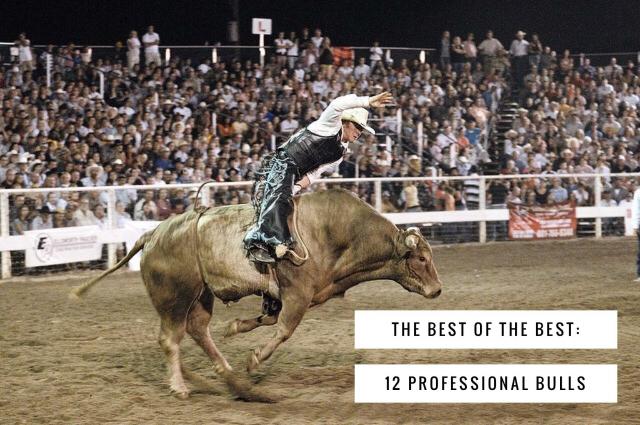 12-best-PBR-bulls