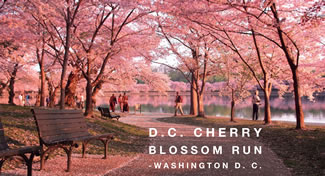 D.C. Cherry Blossom - Washington D. C.