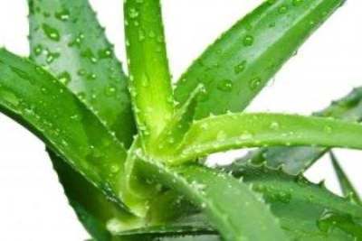 aloe-vera-reduces-inflammation