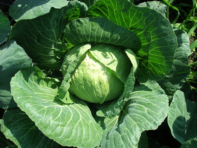 cabbage leaves reduce bruises