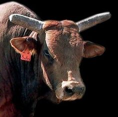 buckeye-bull