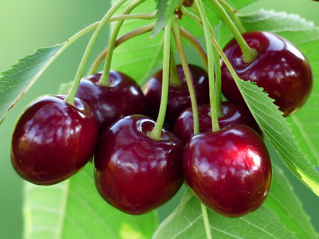 tart-cherries-reduce-chronic-pain