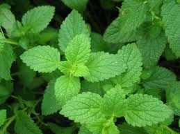 history-peppermint-oil