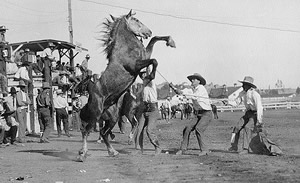 wild-horse-race