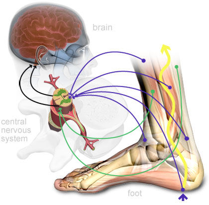 wild-running-proprioception