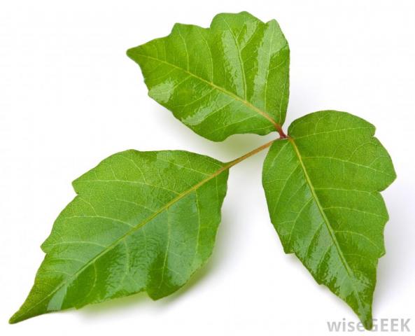 Helps Soothe Pain from Poison Ivy Rash | Real Time Pain Relief